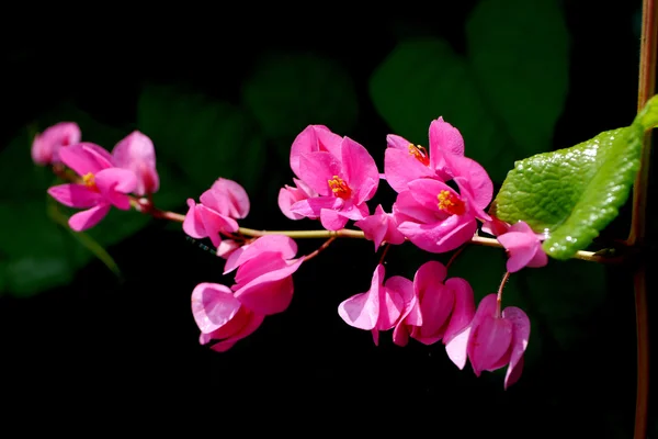 Konfederacji winorośli (antigonon leptopus hak.) — Zdjęcie stockowe