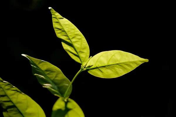 Foglie verdi su sfondo scuro. — Foto Stock