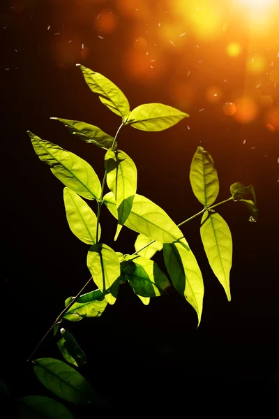 Green leaves on dark background. — Stock Photo, Image