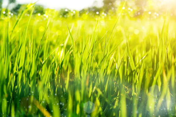 Zelené trávy a ranní světlo. — Stock fotografie