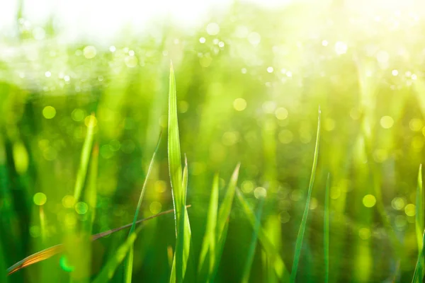 Grama verde e luz da manhã . — Fotografia de Stock