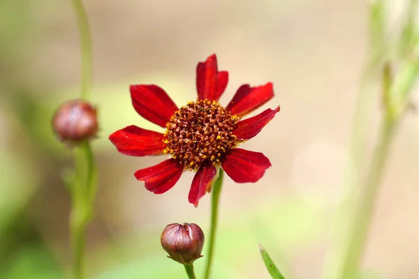 Küçük kırmızı cosmos çiçek. — Stok fotoğraf