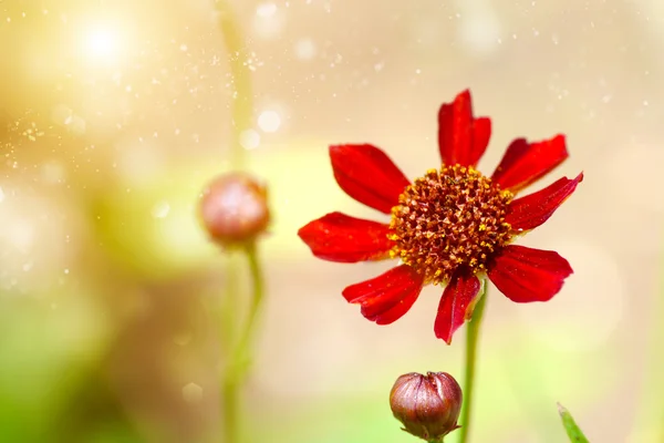 Små röda kosmos blomma. — Stockfoto