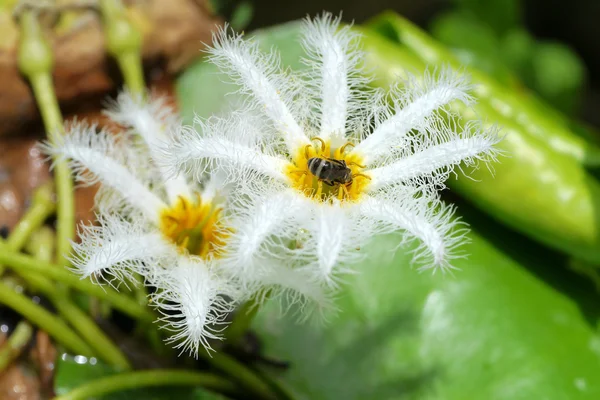 Pequena flor de lírio de água branca . — Fotografia de Stock