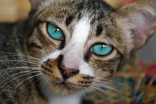 ベンガル猫の隠す青い目. — ストック写真