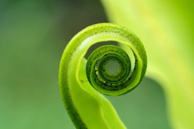 Yeni kuş net eğreltiotu yaprakları