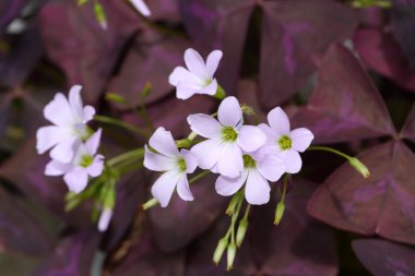 pembe oxalis çiçek. (kelebek gece çiçek)