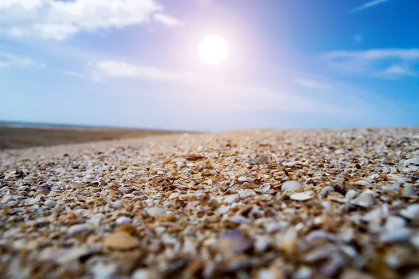 Snäckor på stranden och blå himlen. — Stockfoto