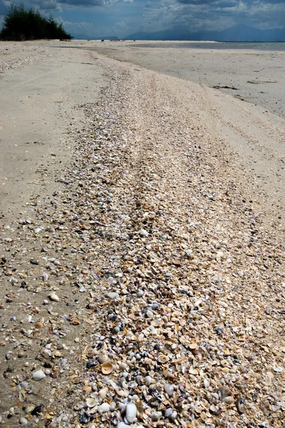 Mušle na písečné pláži — Stock fotografie
