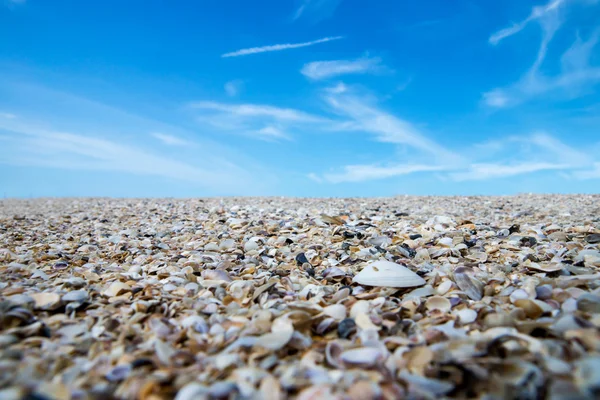 Mušle na pláži a modrá obloha. — Stock fotografie