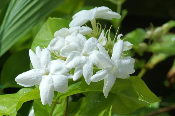 Jasmine blossoming on tree — Stock Photo, Image