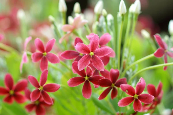 Rojo y rosa de Rangoon flor enredadera . — Foto de Stock