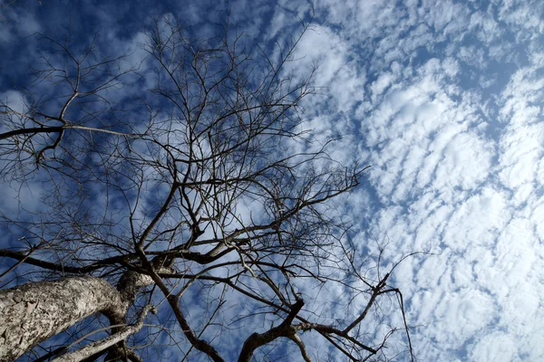 青い空と白い雲の枯れ木の枝. — ストック写真