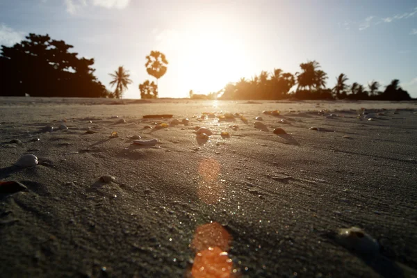 Muscheln am Strand und Sonnenlicht. — Stockfoto