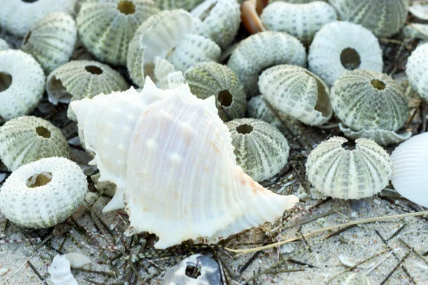 Restos de erizo en la playa — Foto de Stock