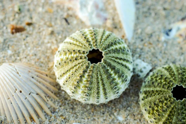 Resterna av urchin på stranden — Stockfoto