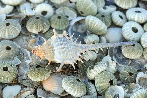 Resterna av urchin på stranden — Stockfoto