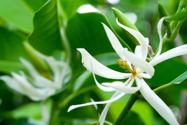 Le pollen de Champaka blanc sur l'arbre fleurit . — Photo