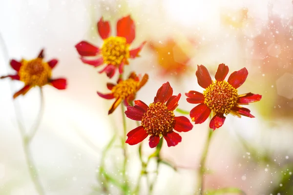 Små röda kosmos blomma. — Stockfoto