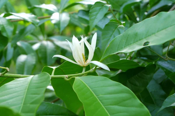 White Champaka on the tree are blooming. — Stock Photo, Image