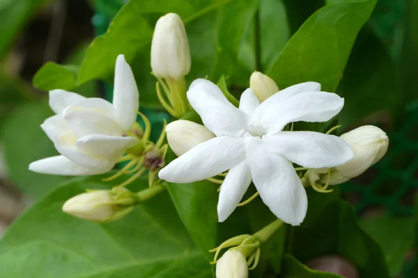 Jasmine blossoming on tree — Stock Photo, Image