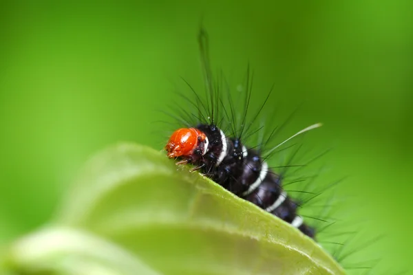 Weiße und schwarze haarige Raupen. — Stockfoto