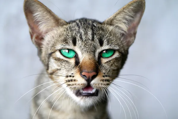 Modré oči bengal Cat. — Stock fotografie