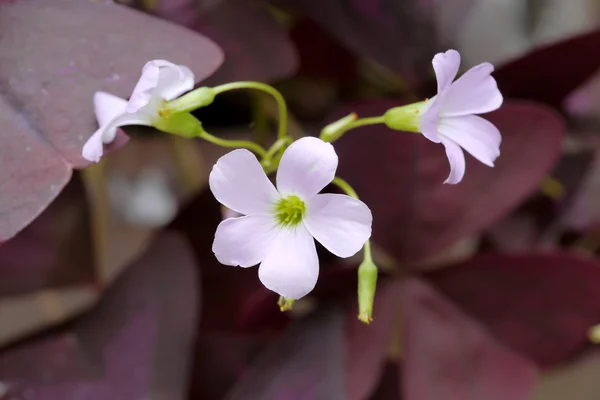 Pink oxalis flower. (Butterfly night flower) — Stock Photo, Image