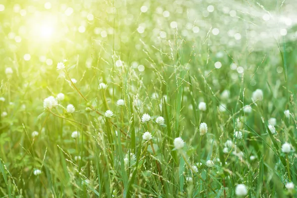 Flower grass in the garden. — Stock Photo, Image