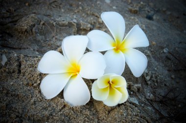 Sahilde Frangipani çiçek-sabah.