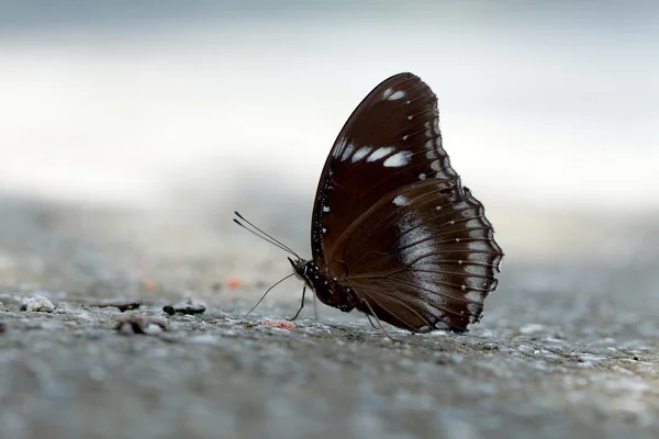 地面に摂食蝶 — ストック写真