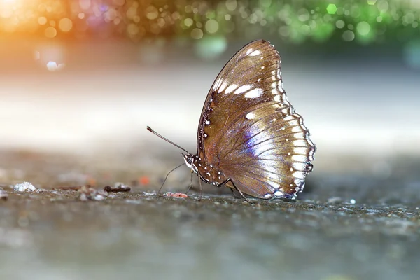 Butterfly feeding on the ground — Stock Photo, Image