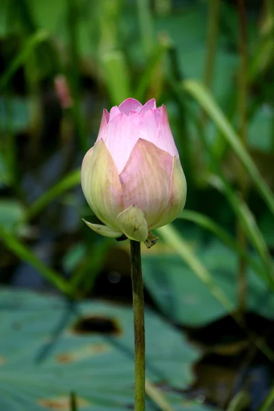 Bellissimo loto — Foto Stock