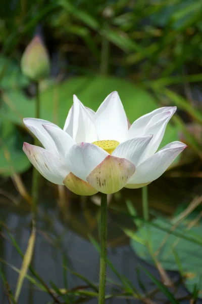 Hermoso loto —  Fotos de Stock