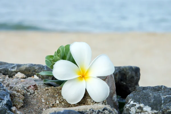 Sahilde Frangipani çiçek-sabah. — Stok fotoğraf