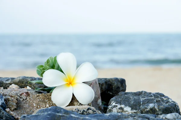 Frangipani flor de manhã na praia . — Fotografia de Stock