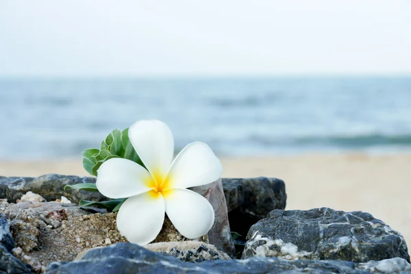 해변에는 아침에 frangipani 꽃. — 스톡 사진