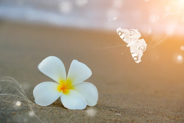 Λουλούδι Φραντζιπάνι το πρωί στην παραλία. — Φωτογραφία Αρχείου