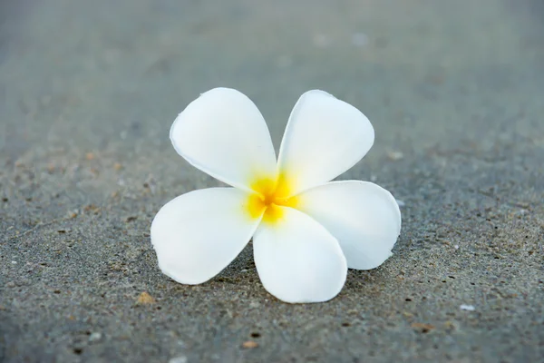 Frangipani цветок утром на пляже . — стоковое фото