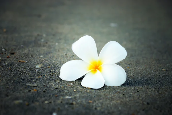 Frangipani flower in the morning on the beach. — Stock Photo, Image