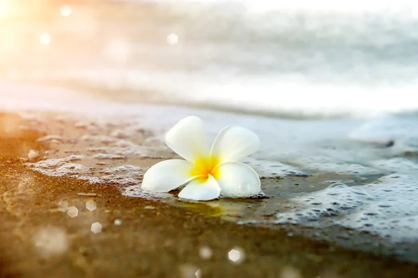 Frangipani fiore al mattino sulla spiaggia . — Foto Stock