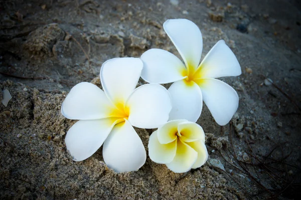 Sahilde Frangipani çiçek-sabah. — Stok fotoğraf