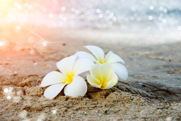 Flor de Frangipani por la mañana en la playa . —  Fotos de Stock