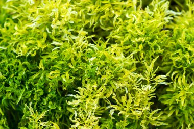 Süs ağaçları Ming sarılıcı adlı park yeşil.