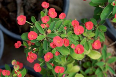 Atatürk milli desmoul