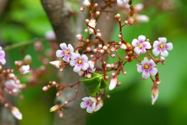 ağaç üzerinde yıldız meyve veya carambola meyve çiçek.