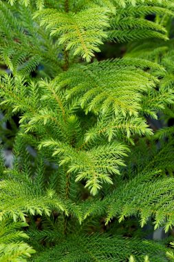 Nolfolk Adası çam yaprakları. (Aruacaria heterophylla)