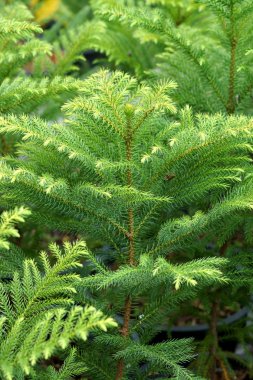 Nolfolk Adası çam yaprakları. (Aruacaria heterophylla)