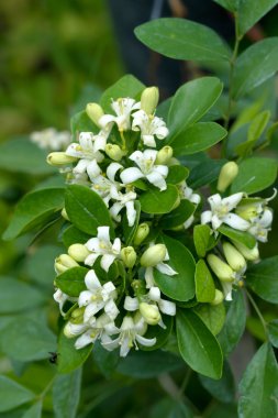 beyaz çiçek murraya paniculata veya orang jessamin yeşil backg üzerinde