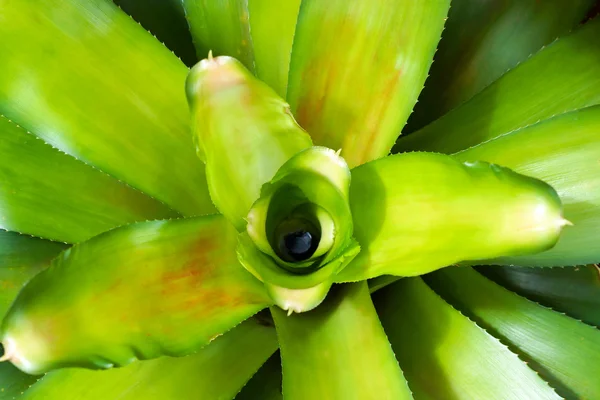 Bromeliade verde sfondo . — Foto Stock